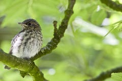 Grauwe Vliegenvanger, Spotted Flycatcher, Muscicapa striata stock photos Grauwe Vliegenvanger, Spotted Flycatcher, Muscicapa striata stock photos