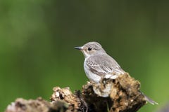 Grauwe Vliegenvanger, Spotted Flycatcher, Muscicapa striata royalty free stock photography Grauwe Vliegenvanger, Spotted Flycatcher, Muscicapa striata royalty free stock photography
