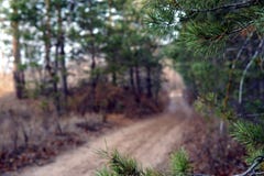 Forest trail in late autumn, overcast day stock photo Forest trail in late autumn, overcast day stock photo