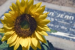 graveside цветка стоковая фотография graveside цветка стоковая фотография
