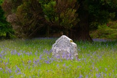 Gravestone in bluebells field stock photos Gravestone in bluebells field stock photos