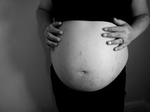 gravid buk arkivfoto gravid buk arkivfoto