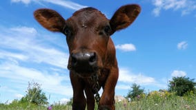 The Gray Calf Cow Graze on a Meadow on Sky Background and Smelling the Camera. Slow Motion stock video footage The Gray Calf Cow Graze on a Meadow on Sky Background and Smelling the Camera. Slow Motion stock video footage
