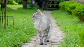 Gray Cat Gray Cat