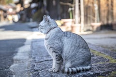 Gray cat chubby pussy cat in old village. Cat in the ancient village of Tsumagojuku Village, Nagano City, Japan stock photography Gray cat chubby pussy cat in old village. Cat in the ancient village of Tsumagojuku Village, Nagano City, Japan stock photography