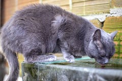 cat drinking fish tank water