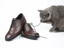 Gray cat plays with a classic lace men`s brown Shoe on white background royalty free stock photo Gray cat plays with a classic lace men`s brown Shoe on white background royalty free stock photo