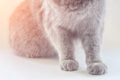 Gray cat`s paw on the panel royalty free stock images Gray cat`s paw on the panel royalty free stock images