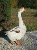Gray Goose está caminando a lo largo de la trayectoria foto de archivo libre de regalías Gray Goose está caminando a lo largo de la trayectoria foto de archivo libre de regalías