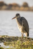 Gray Heron, Ardea cinerea. A large bird. stock images Gray Heron, Ardea cinerea. A large bird. stock images
