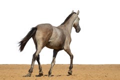 Gray horse foal galloping on sand on a white background stock image Gray horse foal galloping on sand on a white background stock image