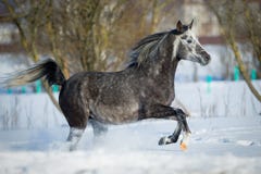 Gray horse gallops in winter background Royalty Free Stock Image Gray horse gallops in winter background Royalty Free Stock Image