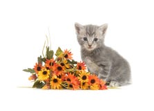 Gray Kitten And Flowers Stock Image