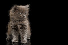 Gray Kitten on Black Background stock photography Gray Kitten on Black Background stock photography