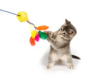 Gray Kitten Playing With Toy Stock Photos