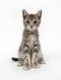 Gray Kitten Sitting On White Background Stock Photos