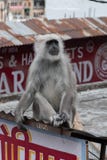 A Gray Langur lounges on the roof of a shop in Tapovan. stock photos A Gray Langur lounges on the roof of a shop in Tapovan. stock photos