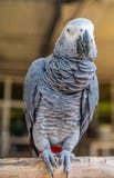 parrot in koh samui park royalty free stock images parrot in koh samui park royalty free stock images