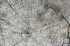 Gray Sawed Log End Royalty Free Stock Photos Gray Sawed Log End Royalty Free Stock Photos