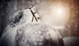 Gray Sports Horse In The Winter Royalty Free Stock Photos Gray Sports Horse In The Winter Royalty Free Stock Photos
