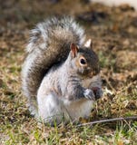 Gray Squirrel Stock Photos