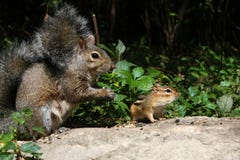 Gray Squirrel And Chipmunk Royalty Free Stock Photos
