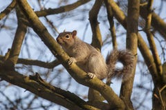 Gray squirrel climbing on branches of a tree in Winter royalty free stock image Gray squirrel climbing on branches of a tree in Winter royalty free stock image