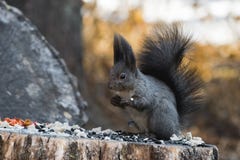 The gray squirrel gnaws nuts royalty free stock photo The gray squirrel gnaws nuts royalty free stock photo
