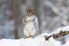 Gray Squirrel im Winter-Schnee stockbild Gray Squirrel im Winter-Schnee stockbild