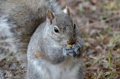 Gray Squirrel que come uma porca imagens de stock royalty free Gray Squirrel que come uma porca imagens de stock royalty free