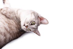 Gray tabby cat lying. Isolated on white background Stock Image Gray tabby cat lying. Isolated on white background Stock Image