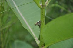Gray Tree Frog, der auf einer Milkweedanlage stillsteht Lizenzfreies Stockfoto Gray Tree Frog, der auf einer Milkweedanlage stillsteht Lizenzfreies Stockfoto