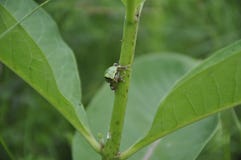Gray Tree Frog resting on a milkweed plant royalty free stock photo Gray Tree Frog resting on a milkweed plant royalty free stock photo