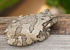 Gray Treefrog or Tree Frog, Hyla versicolor stock photos Gray Treefrog or Tree Frog, Hyla versicolor stock photos