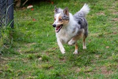 Gray and white border collie running on the green grass stock photo Gray and white border collie running on the green grass stock photo