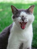 Gray and White cat Yawning/Laughing