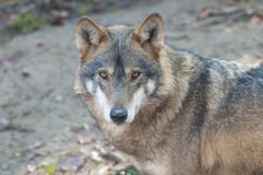 Gray Wolf Stock Images