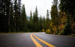 Gray and Yellow Road Between Forest Stock Images Gray and Yellow Road Between Forest Stock Images