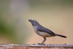 Grayish Saltator садилось на насест стоковая фотография rf Grayish Saltator садилось на насест стоковая фотография rf