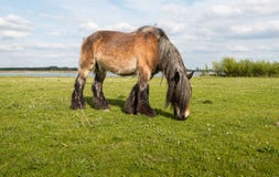 Grazing Belgian Horse From Close Royalty Free Stock Image