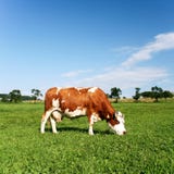 Grazing Cow Stock Images