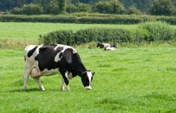 Grazing Dairy Cow