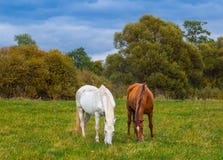 Grazing Horses Royalty Free Stock Image Grazing Horses Royalty Free Stock Image