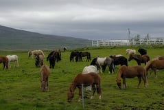 Grazing Icelandic Horses Royalty Free Stock Image
