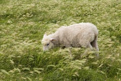 Grazing Sheep Stock Photos