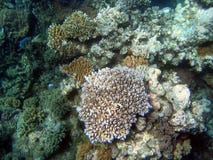 Great Barrier Reef, Underwater Stock Image