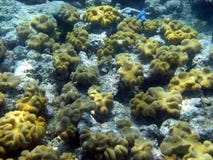 Great Barrier Reef, Underwater Stock Photography