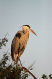 Great Blue Heron Royalty Free Stock Photography