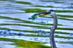 Great Blue Heron Catches A Bluegill In High Dynamic Range Royalty Free Stock Image