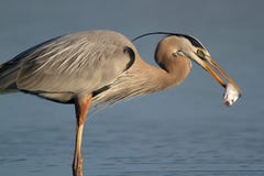 Great Blue Heron Eating A Fish Royalty Free Stock Images